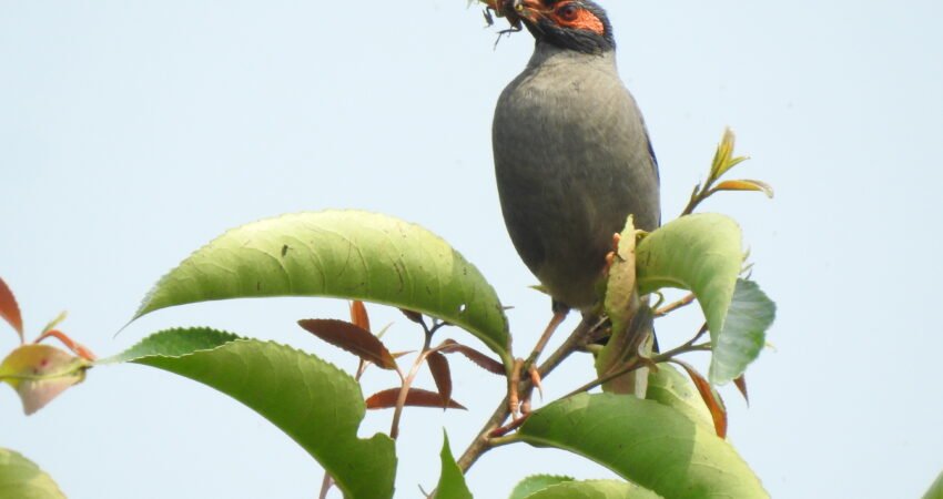 From folk songs to forest trails, birds remain silent custodians of Assam’s ecological and cultural heritage.