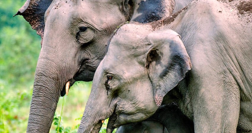 Shifting from Human-Wildlife conflict to Co-existence