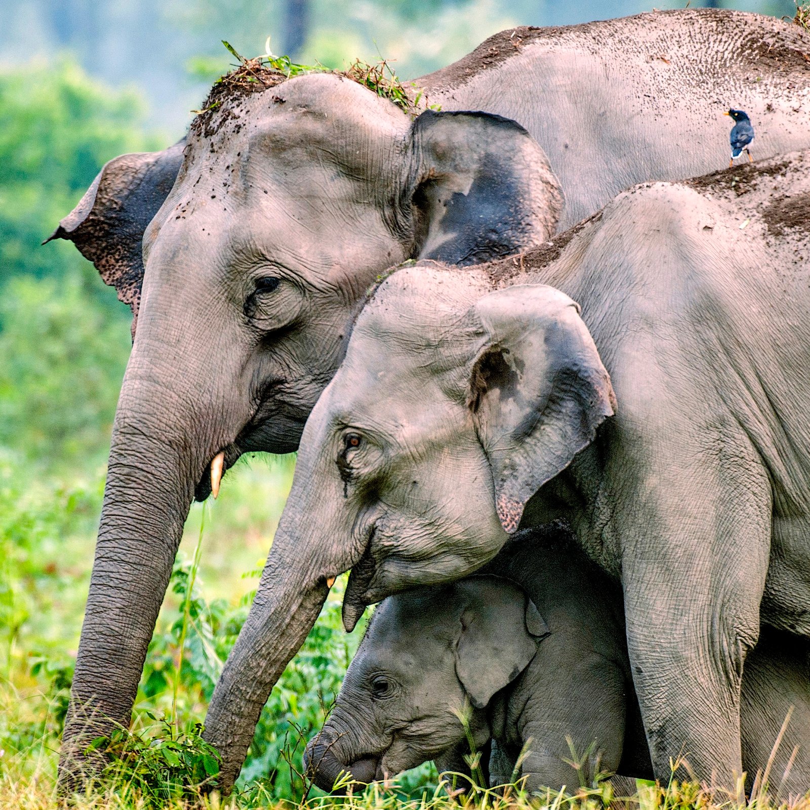 Shifting from Human-Wildlife conflict to Co-existence