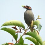 From folk songs to forest trails, birds remain silent custodians of Assam’s ecological and cultural heritage.