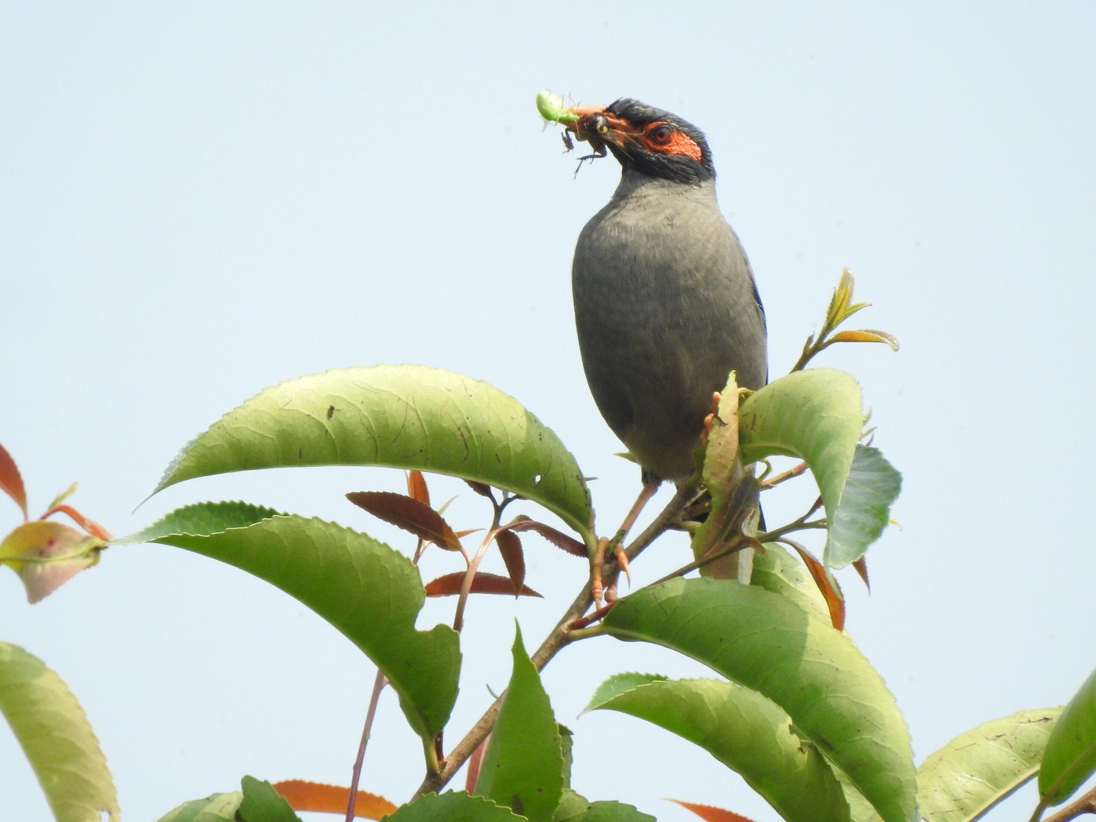 From folk songs to forest trails, birds remain silent custodians of Assam’s ecological and cultural heritage.